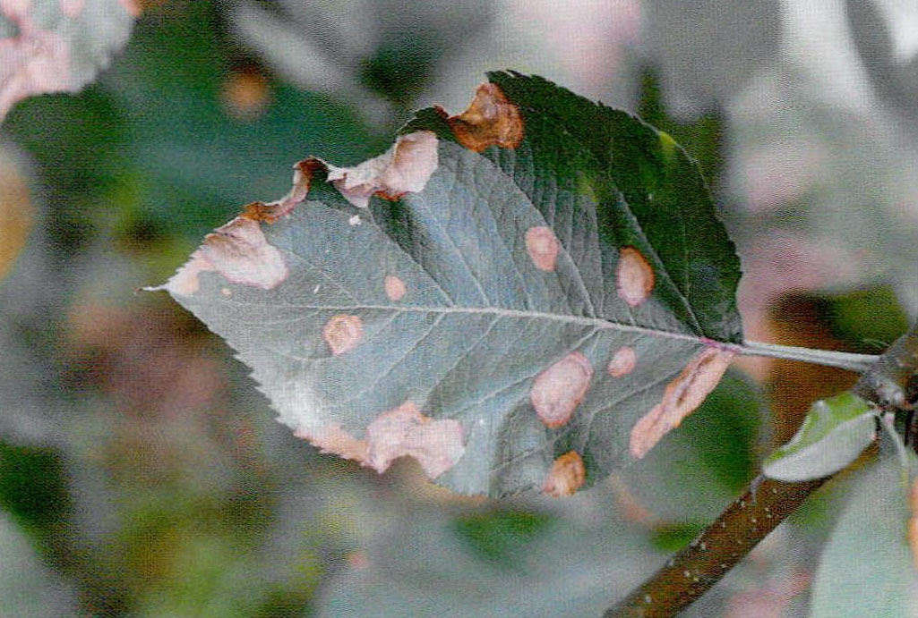 9-23 苹果炭疽菌叶枯病